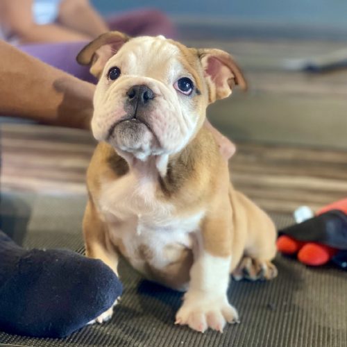 Chubbs