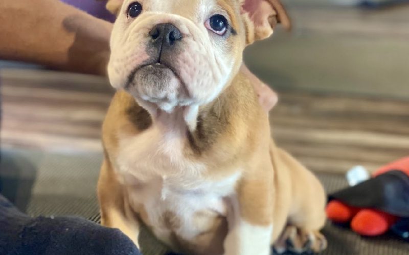 Chubbs