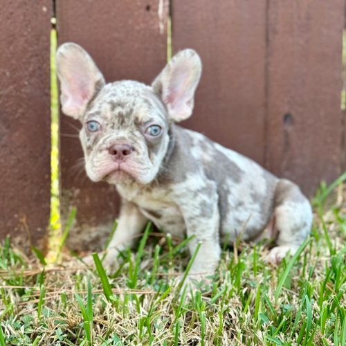Jax
