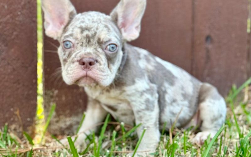 Jax