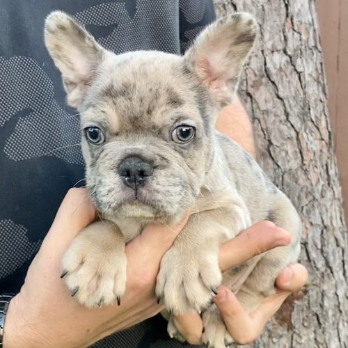 Max